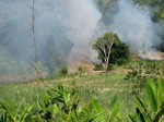 Clearing forest with fire is common