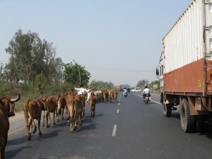 Cows on the highway