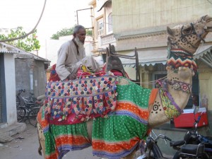 Beautifully decorated camel