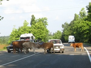 Cows blocking the road just outside Kutaisi