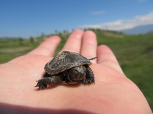 Mini turtle!!
