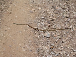 Dahl’s Whip Snake (platyceps najadum)
