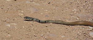 Dahl’s Whip Snake (platyceps najadum)