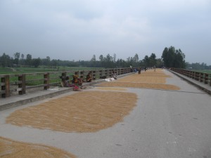 Rice drying on the road